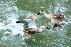 カルガモのバトル（２）