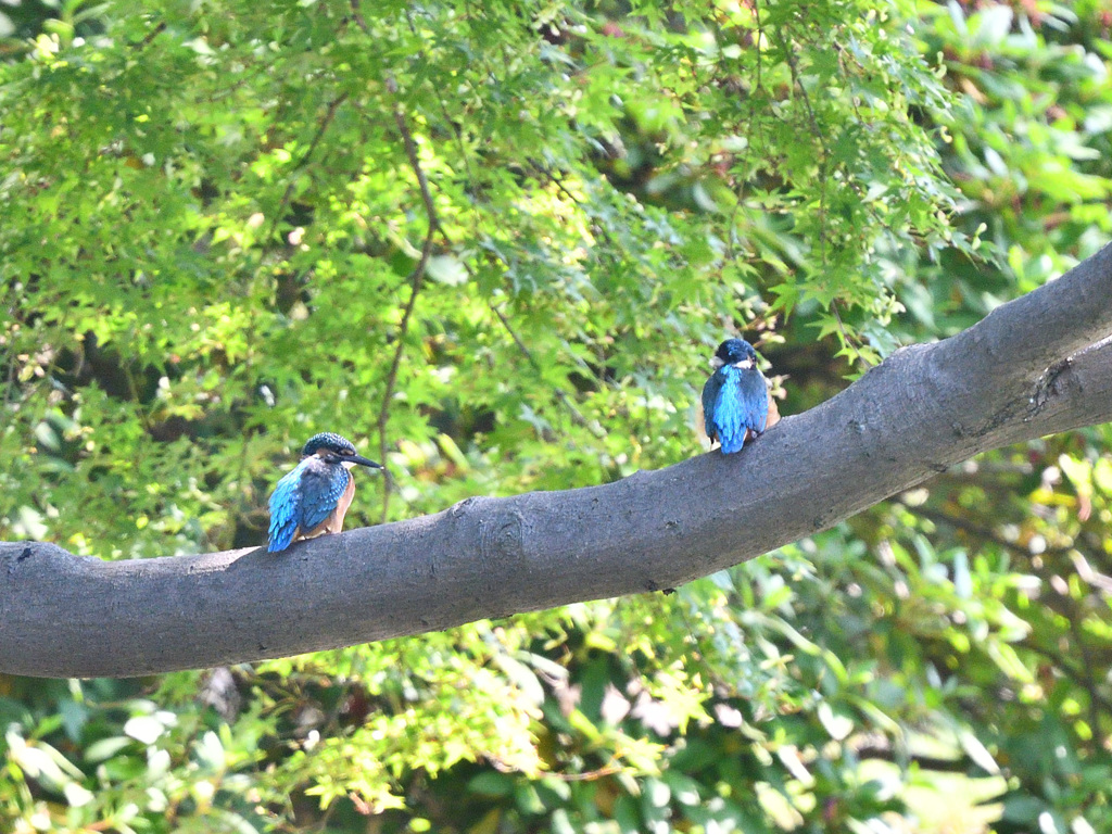 カワセミの幼鳥4羽のうちの2羽