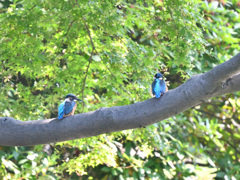 カワセミの幼鳥4羽のうちの2羽
