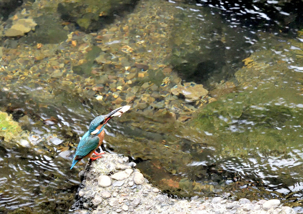 大きな魚をゲット、巣穴に
