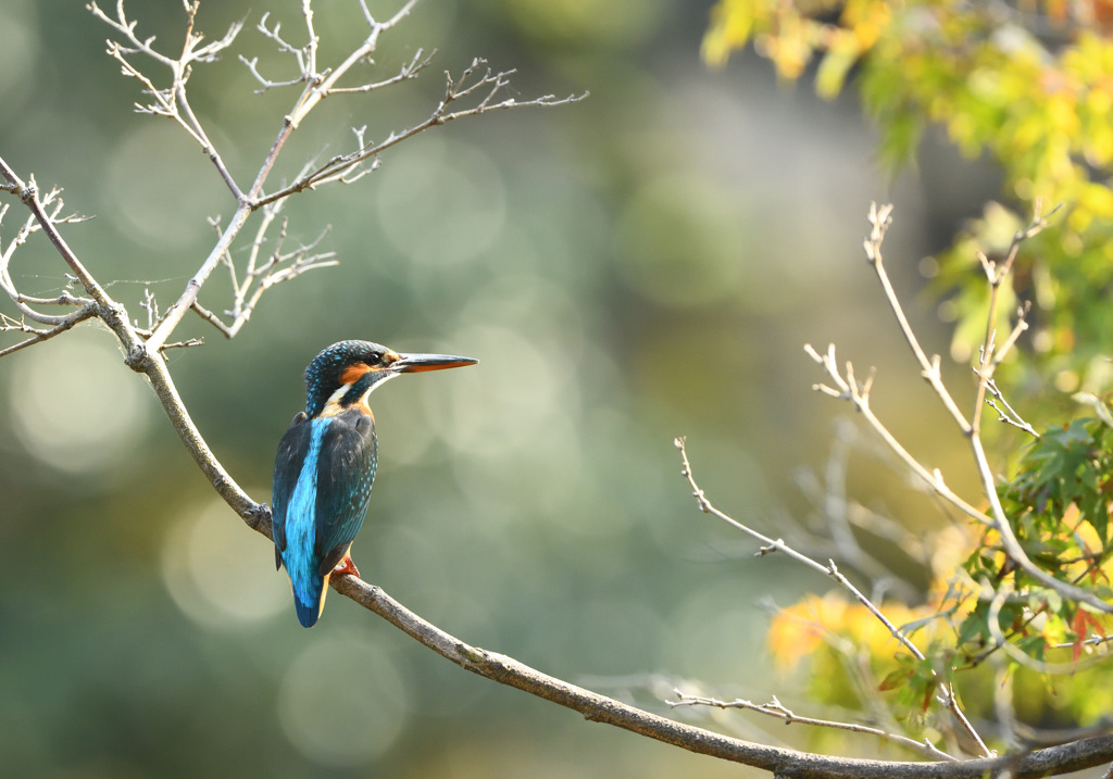90分待ちでやっと出てきたカワセミ