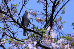 名残り桜とツミ（１）