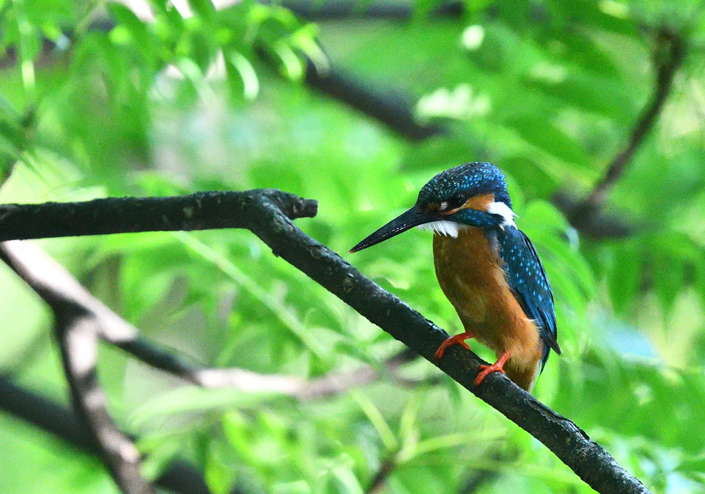 頑張れ父ちゃん