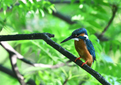 頑張れ父ちゃん