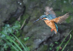 フォバリング(3)