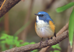 いつもの公園のルリ君1