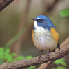 いつもの公園のルリ君1