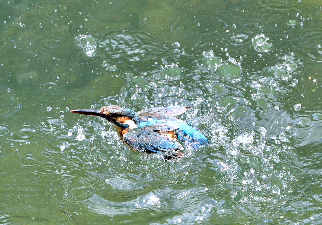 給餌後の水浴び（３）