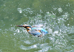 給餌後の水浴び（３）