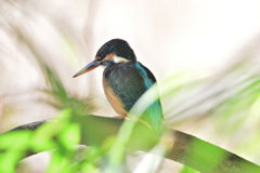 カワセミのかくれんぼ