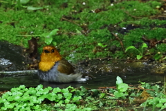 コマドリの水浴び2