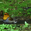 コマドリの水浴び2
