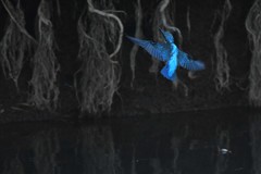 メスが近くにいるぞ、エイッとパフォーマンス