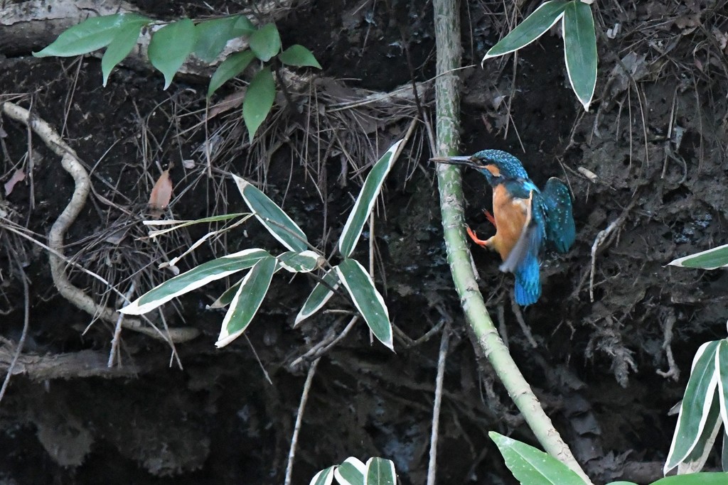おっとと彼女が付いてこない