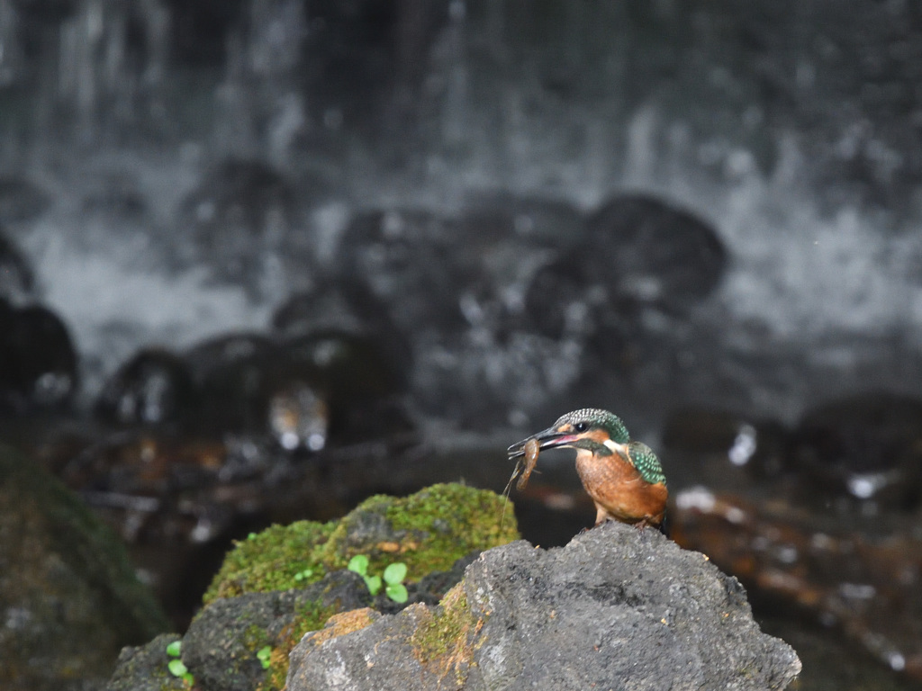 カワセミ君の餌取