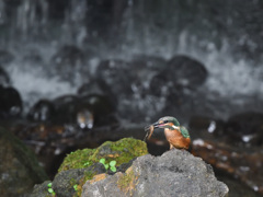 カワセミ君の餌取
