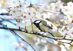桜シジュウカラ