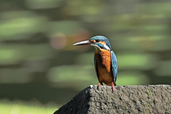 睡蓮池のカワセミ
