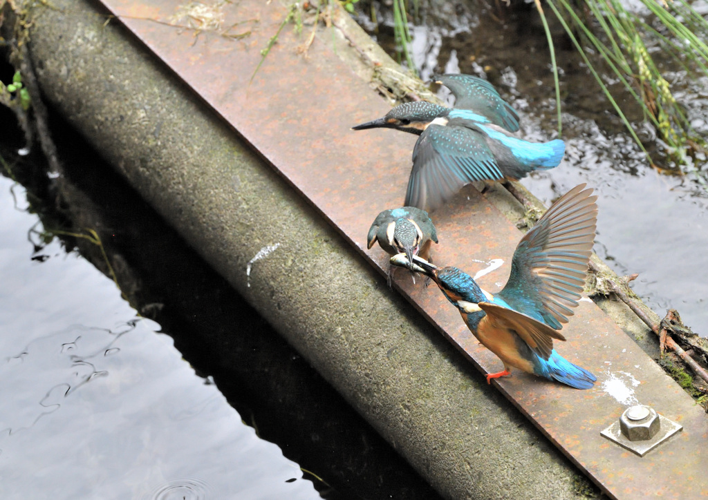 大きな魚食べられるの