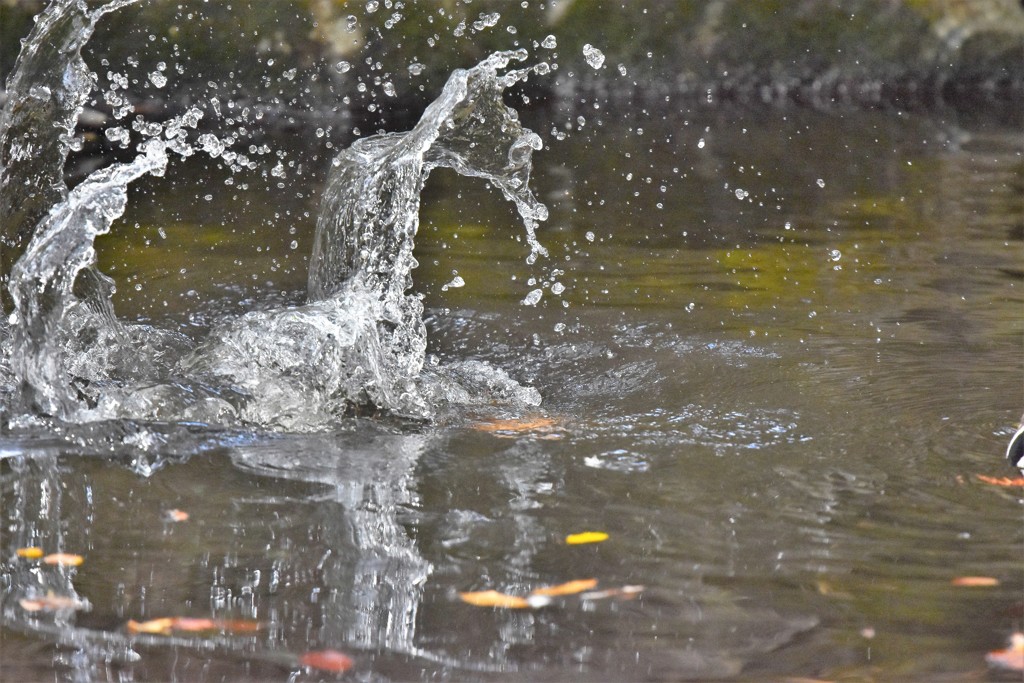 カモの昼食（３）