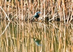 Kissまでもう少し