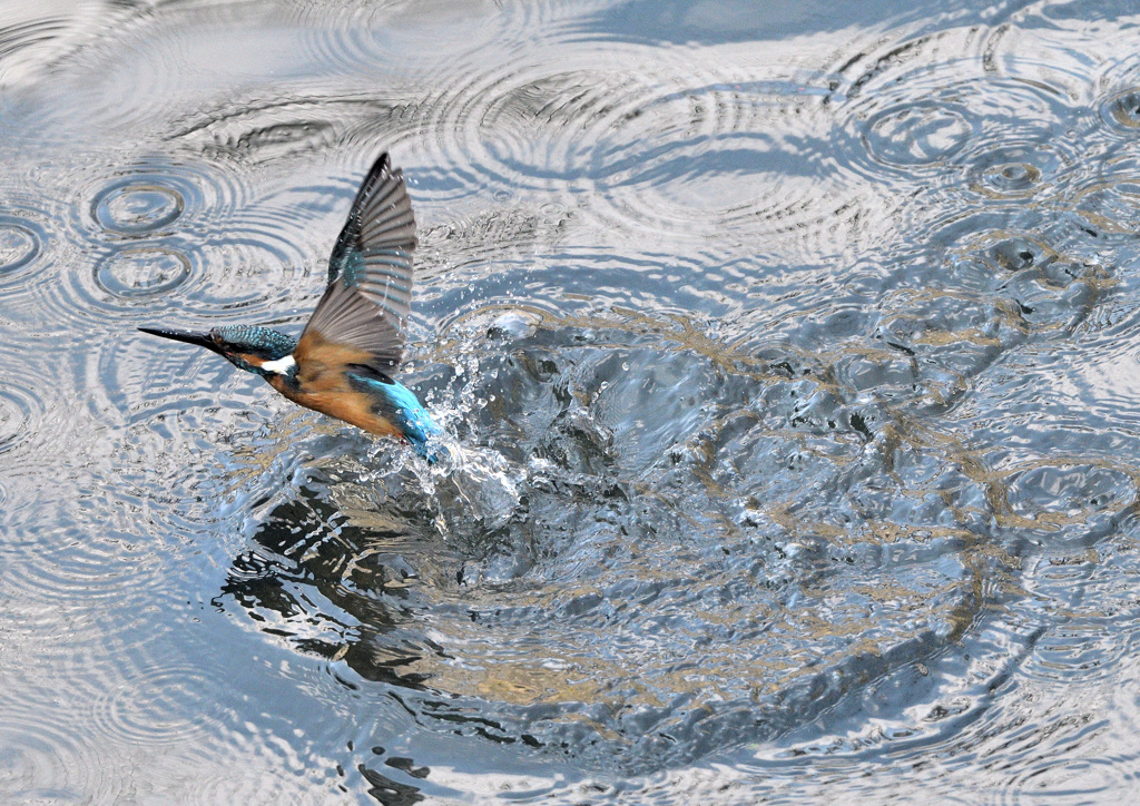 川のカワセミ（3）