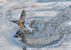 川のカワセミ（3）