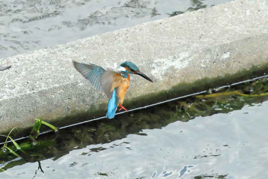 フォバリング２