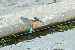 フォバリング２