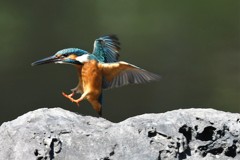 ヨッコラショ！