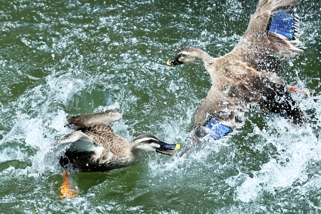 カルガモのバトル（１）