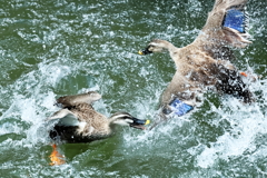 カルガモのバトル（１）