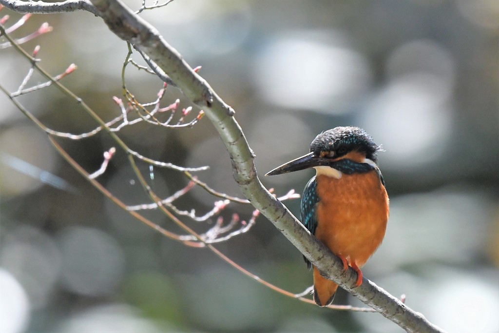 たっぷり遊んでくれたカワセミ君
