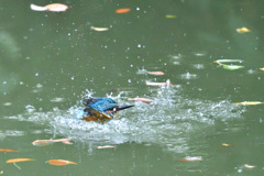 ドボン 魚取り失敗