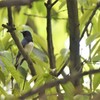 オオルリの初撮り