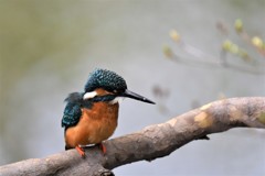 今日のカワセミ