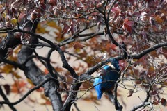 枯れ枝カワセミ