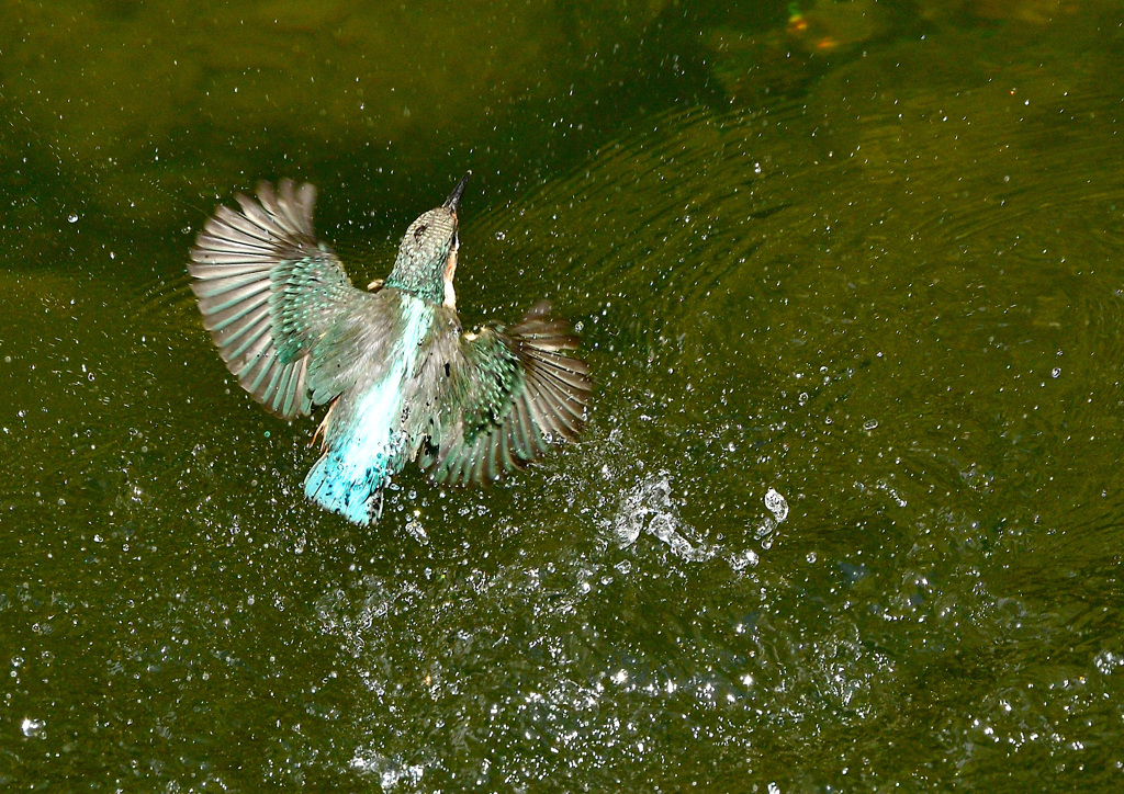 幼鳥の水浴び（１）