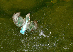 幼鳥の水浴び（１）