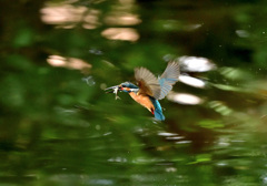 いつもの公園のカワセミ
