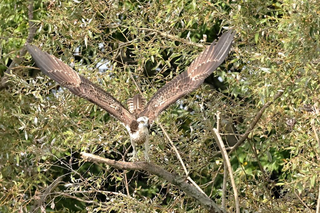 ノスリの飛び出し