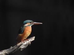 ペアカワセミ（メス）