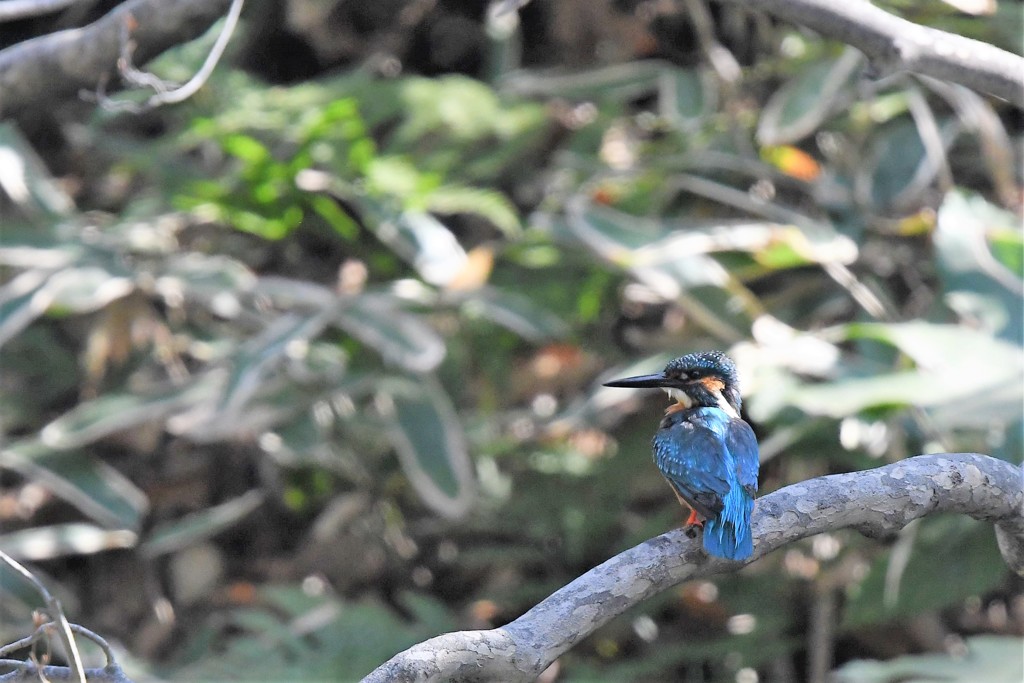 お疲れカワセミ