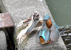 愛しているよ 愛しているよ