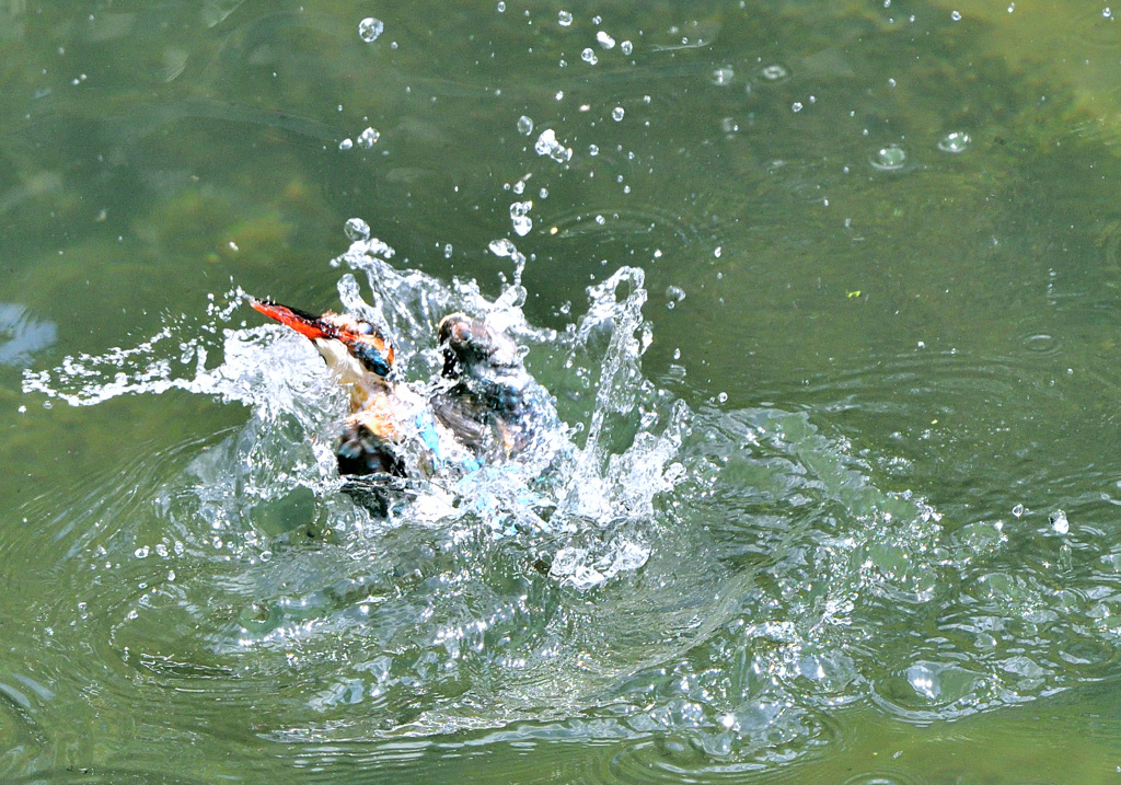 給餌後の水浴び（２）
