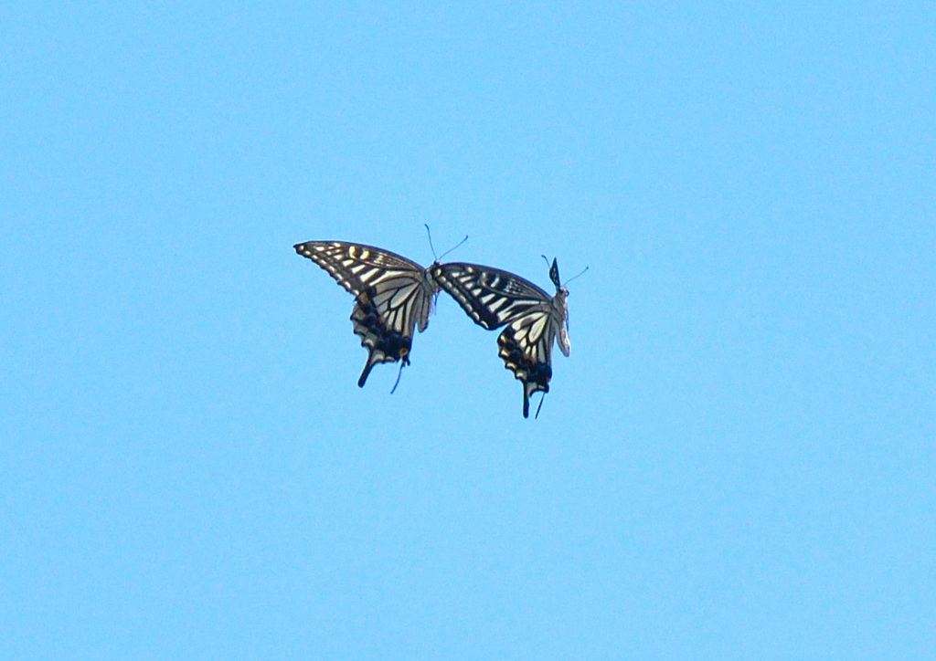 twin butterfly