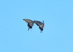 twin butterfly