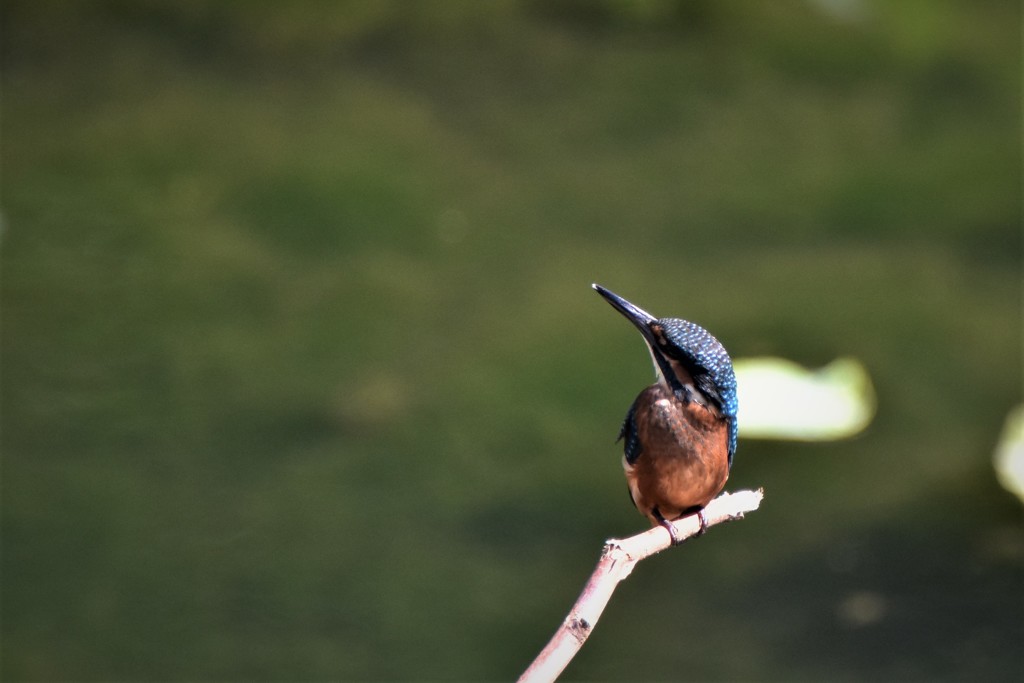 とーちゃんどこ行った