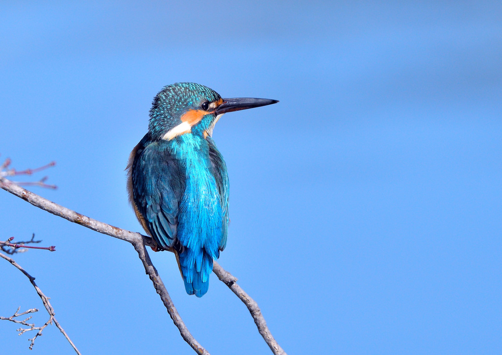 早く飛び込んで！