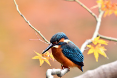 紅葉カワセミ